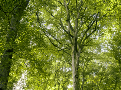 Studie für die AOK-Gemeinschaft erfolgreich abgeschlossen – Baumspende erfolgt!