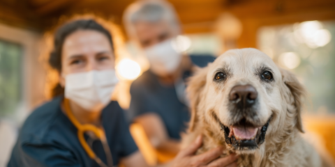 Animal Health & Nutrition